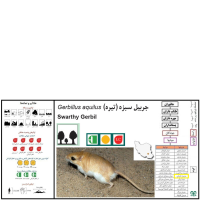 گونه جربیل کرمانی  Swarthy Gerbil